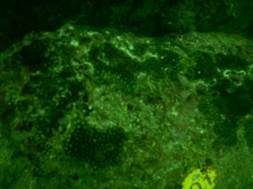 DSCN0783