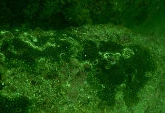 DSCN0784