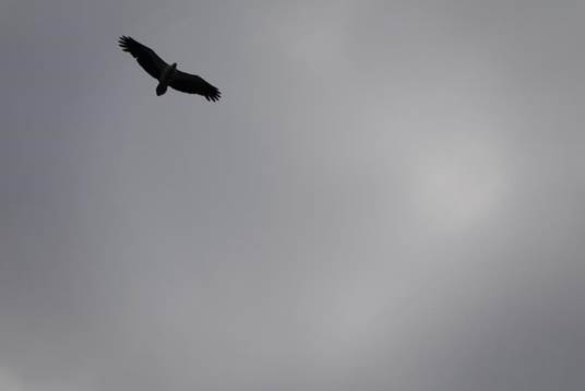 A bird flying in the sky

Description automatically generated