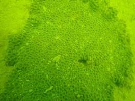 A picture containing grass, green, plant

Description automatically generated