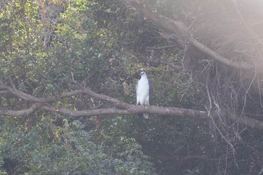 A bird sitting on a tree branch

Description automatically generated