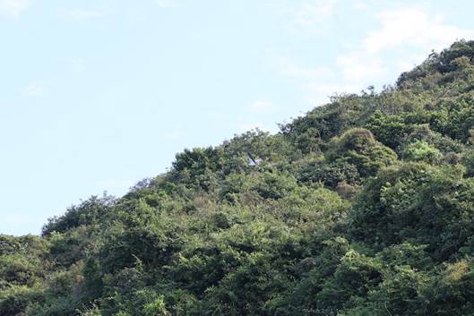 A picture containing outdoor, tree, plant, forest

Description automatically generated