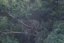 A picture containing tree, outdoor, forest, plant

Description automatically generated