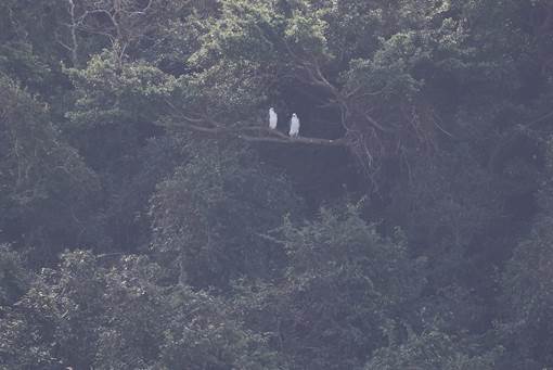 A picture containing tree, outdoor, mountain, forest

Description automatically generated