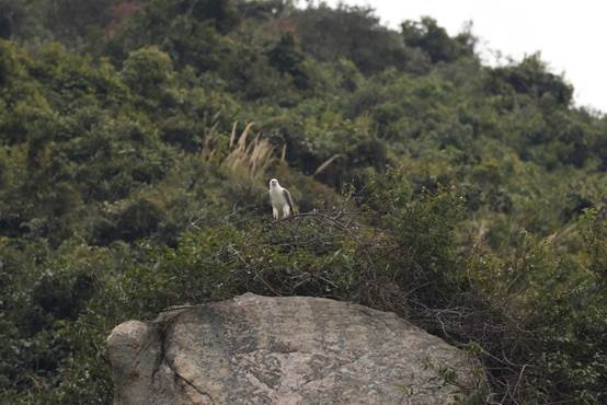 A picture containing outdoor, tree, rock, hillside

Description automatically generated