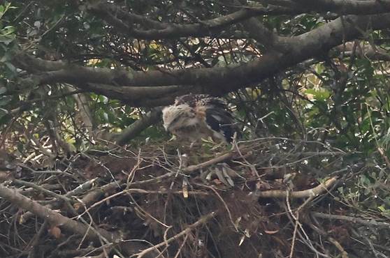 A bird in a nest

Description automatically generated with medium confidence