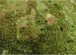 A picture containing ocean floor

Description automatically generated