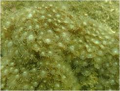 A picture containing coelenterate, coral

Description automatically generated