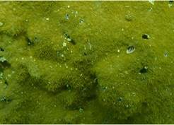 A picture containing ocean floor

Description automatically generated