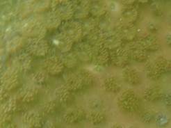 A close up of some water

Description automatically generated with low confidence