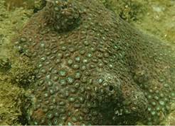 A picture containing outdoor, close

Description automatically generated