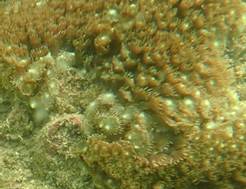A picture containing coelenterate, coral, close

Description automatically generated