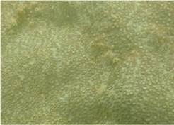 A picture containing ocean floor

Description automatically generated