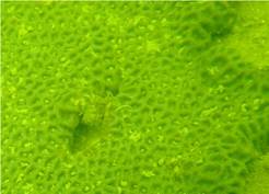 A picture containing grass, green

Description automatically generated