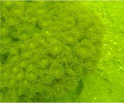 A close up of some grass

Description automatically generated with low confidence