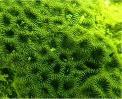 A picture containing green, tree, outdoor, invertebrate

Description automatically generated
