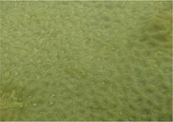 A picture containing grass, field

Description automatically generated
