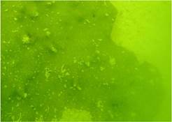 A picture containing green

Description automatically generated
