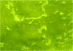 A body of water with plants around it

Description automatically generated with low confidence