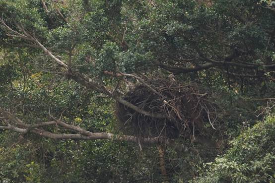 A picture containing tree, outdoor, plant, forest

Description automatically generated