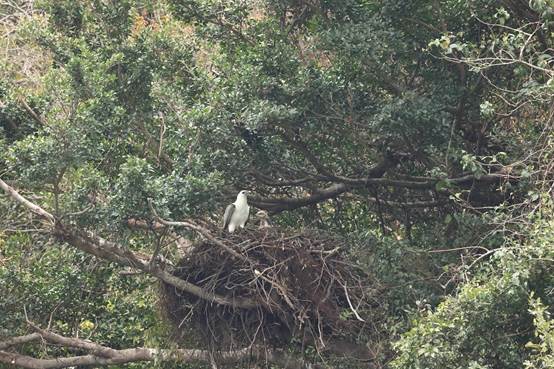 A bird sitting on a tree branch

Description automatically generated with low confidence