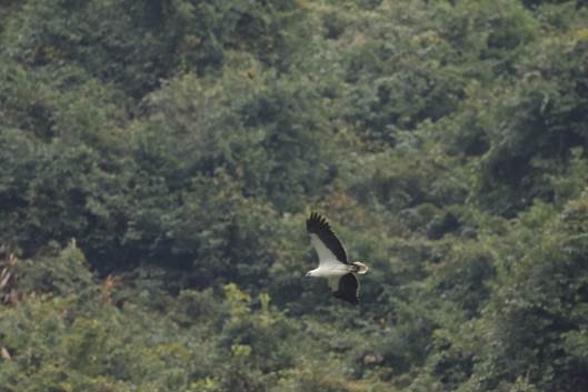 A bird flying over trees

Description automatically generated with medium confidence