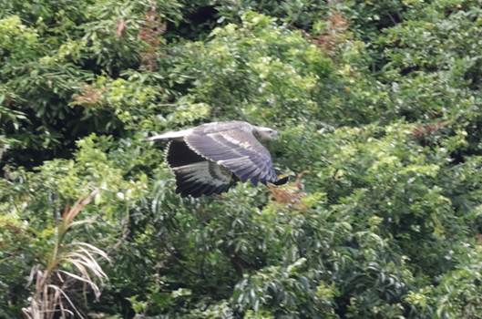 A bird flying over a forest

Description automatically generated with medium confidence