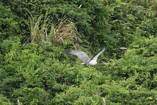 A bird flying over a forest

Description automatically generated with medium confidence
