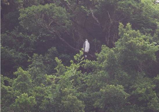 A bird standing on a tree

Description automatically generated with low confidence
