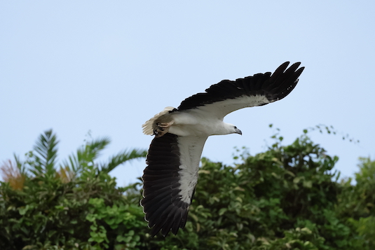 A bird flying over trees

Description automatically generated with low confidence