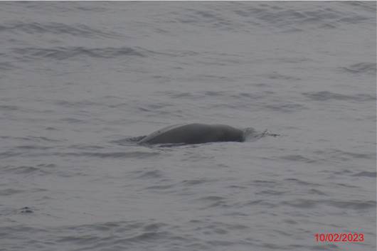 A dolphin swimming in the water
Description automatically generated with medium confidence