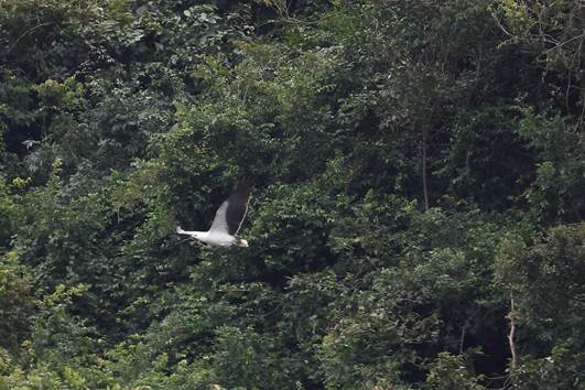 A bird flying over trees

AI-generated content may be incorrect.