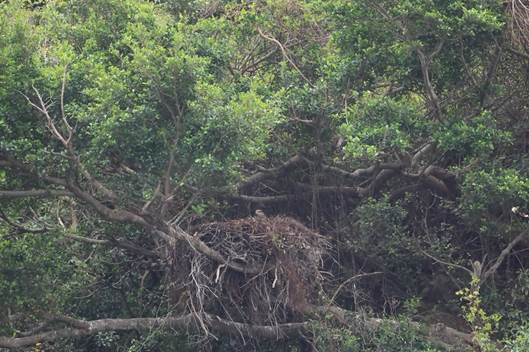 A nest in a tree

AI-generated content may be incorrect.