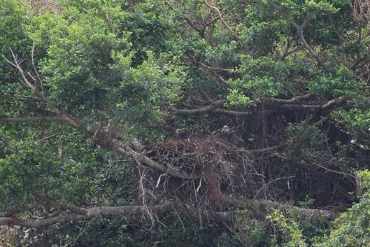 A nest in a tree

AI-generated content may be incorrect.