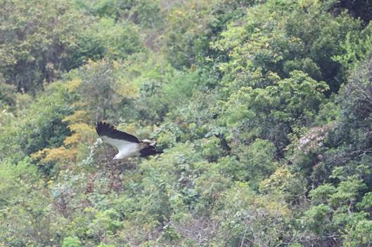 A bird flying over a forest

AI-generated content may be incorrect.