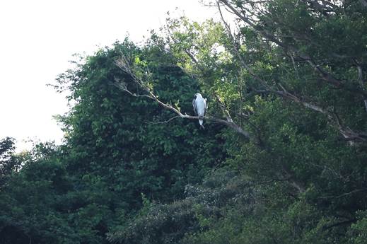 A bird perched on a tree branch

AI-generated content may be incorrect.