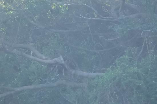 A tree branches in the fog

AI-generated content may be incorrect.