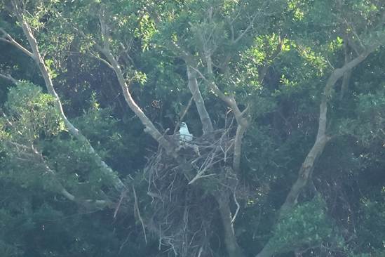 A bird in a nest in a tree

AI-generated content may be incorrect.